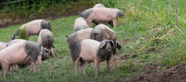 Jumari de porc autentice 200g Transylvania Royal Food